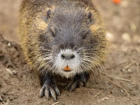 Nutria Stock Photos