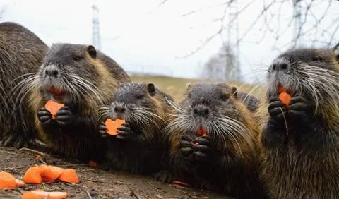 Nutria Stock Photos