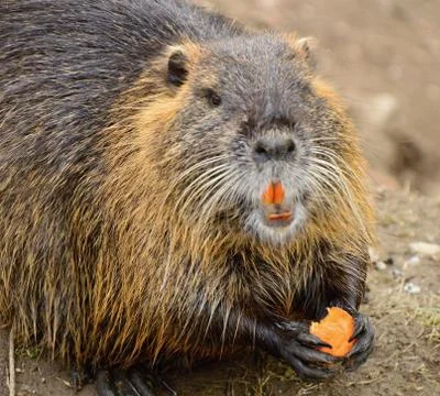 Nutria Stock Photos