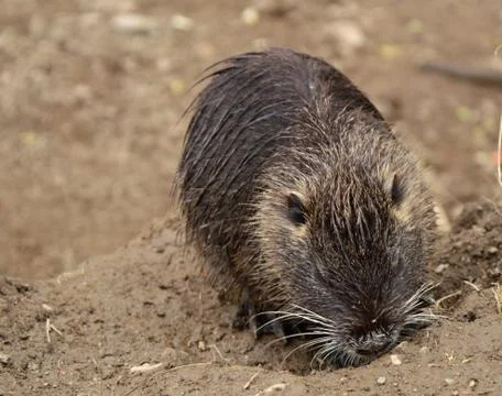Nutria Stock Photos