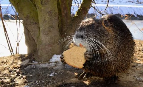 Nutria Stock Photos