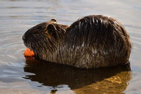 Nutria Stock Photos