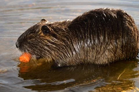 Nutria Stock Photos