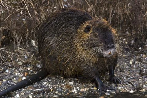 Nutria Stock Photos