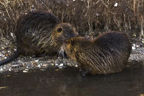 Nutria Stock Photos