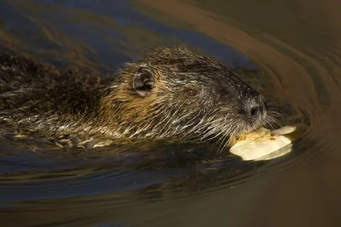 Nutria Stock Photos