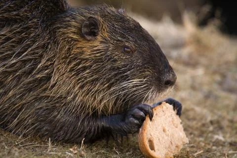 Nutria Stock Photos