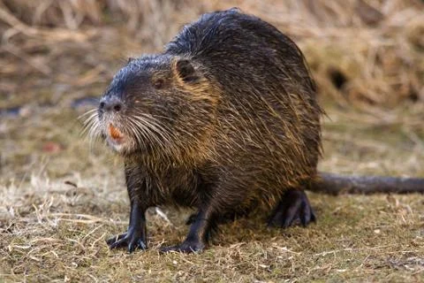 Nutria Stock Photos