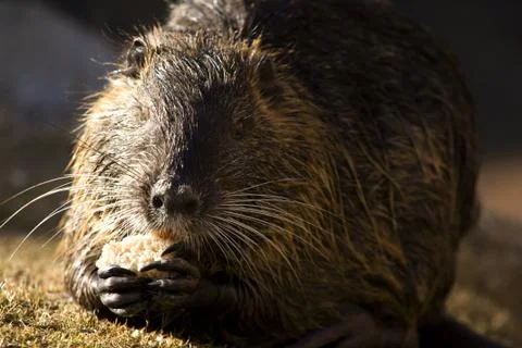 Nutria Stock Photos