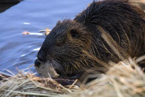 Nutria Stock Photos