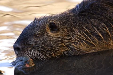 Nutria Stock Photos