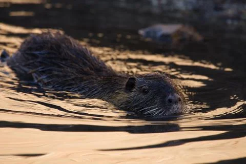 Nutria Stock Photos