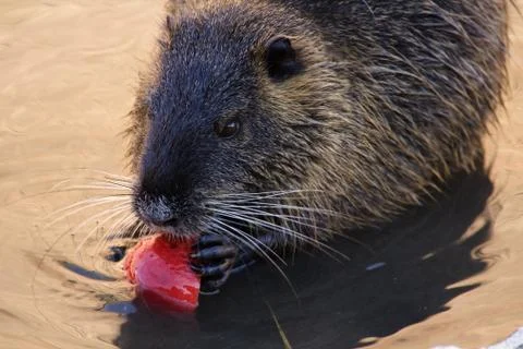 Nutria Stock Photos