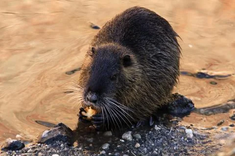 Nutria Stock Photos