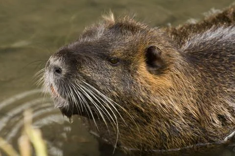 Nutria Stock Photos