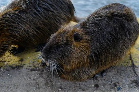 Nutria Stock Photos