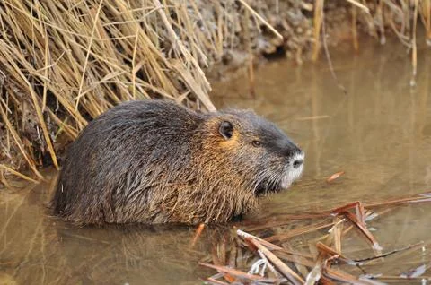 Nutria Stock Photos