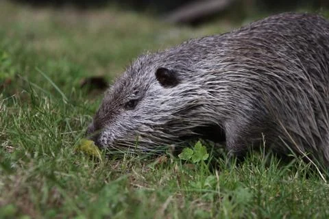 Nutria Stock Photos