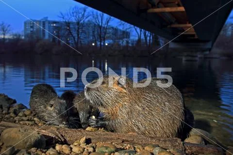 Nutria Stock-Fotos