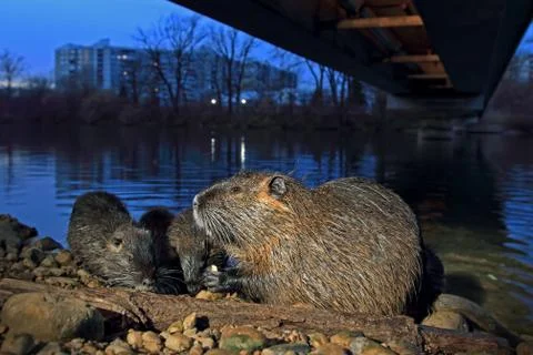 Nutria Foto stock