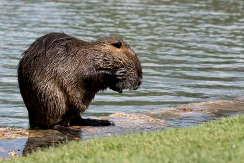Nutria Foto stock