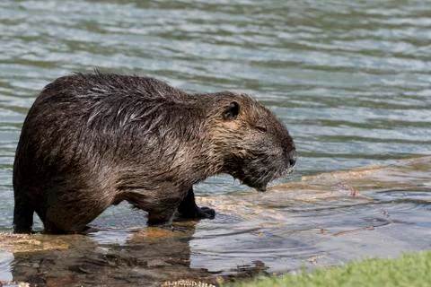Nutria Foto stock