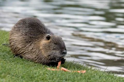 Nutria Stock Photos