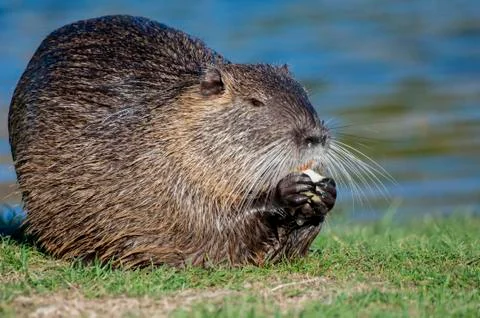 Nutria Stock Photos