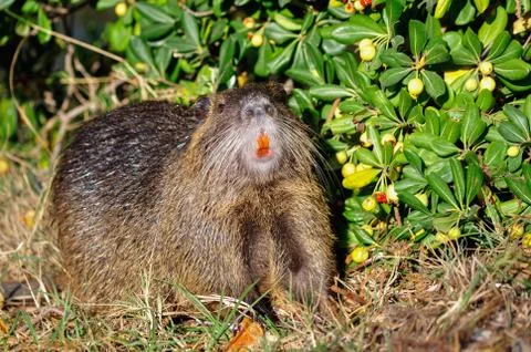 Nutria Stock Photos