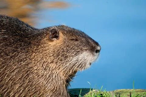 Nutria Stock Photos