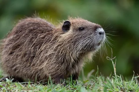Nutria Stock Photos