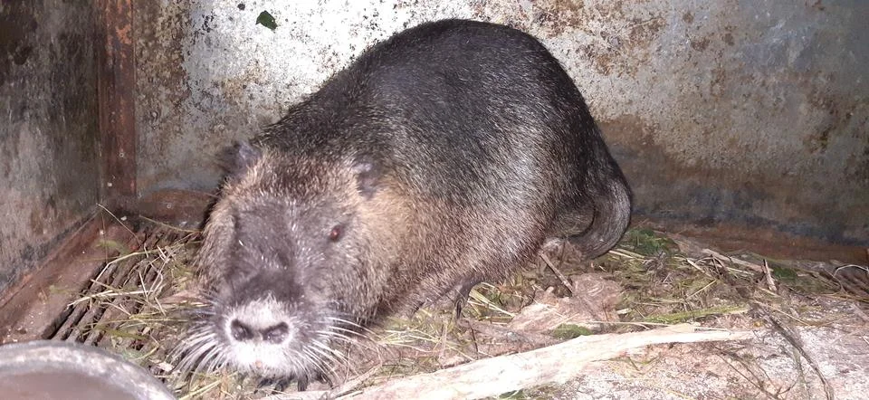 Nutria Stock Photos