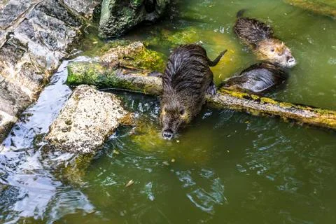 Nutria in the pond Stock Photos