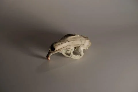 Nutria Rat Skull Stock Photos