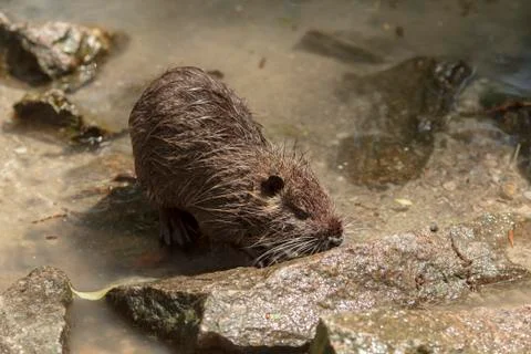 Nutria on the shore Stockfoto's