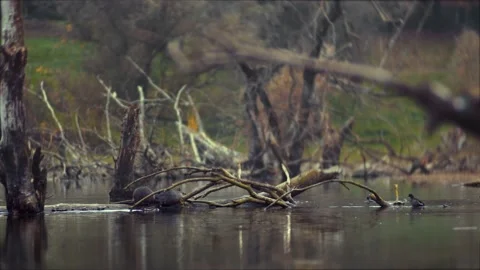 Nutria sit on a log in the middle of the lake. Many ducks swim in the abandoned Video stock 143274535