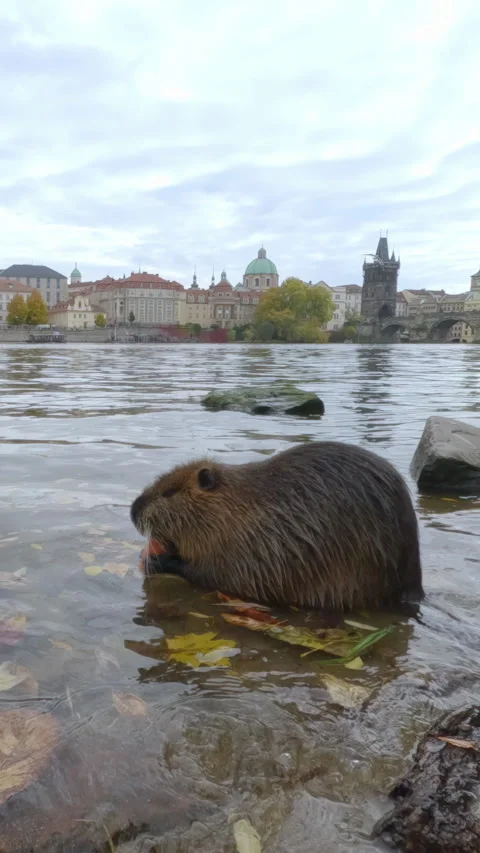 Nutria sits in river and greedily gnawing carrot brought for it by people, with Stock Footage 325075882