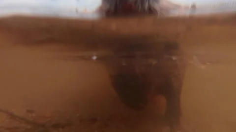 Nutria sits in water and eats yellow maple leaf, then looks curiously at camera Video stock 321234416