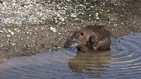 A nutria sitting on the edge of a river. Stock-Footage 170186735