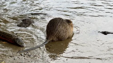 Nutria sitting with its back to the observer on the Vltava River bank in Prague Stock Photos