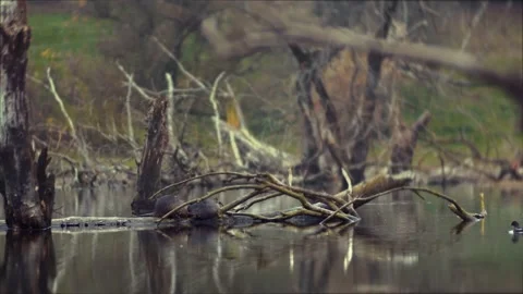 Nutria sitting on a log in the middle of the lake. Ducks swim in an abandoned Video stock 143274343