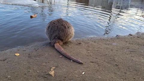 Nutria sitting on the river bank and eating vegetables, back view.Thick and long Stock Footage 330974906