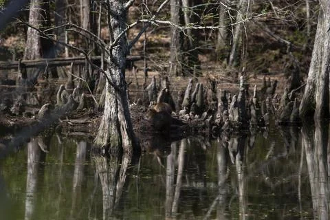 Nutria Snacking Stock Photos