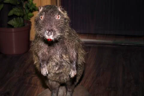 Nutria on a stand Stock Photos