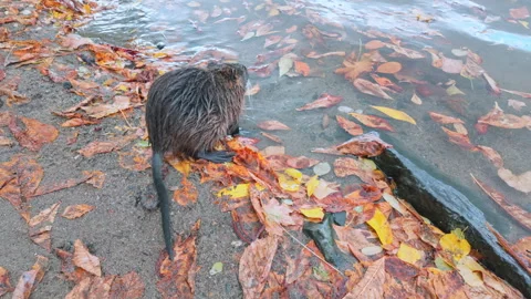 Nutria standing motionless on river bank covered in fallen vibrant autumn Stock Footage 339042076