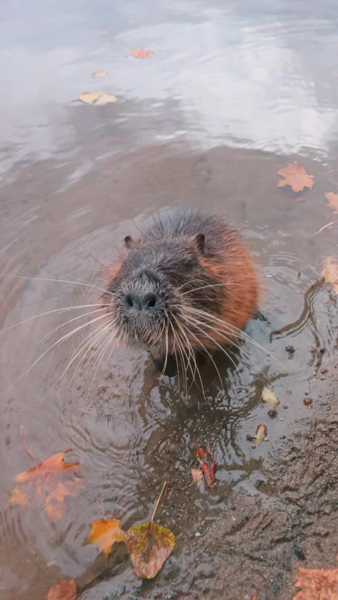 Nutria stands on its hind legs and peering curiously into camera, turns around Stock Footage 327059202