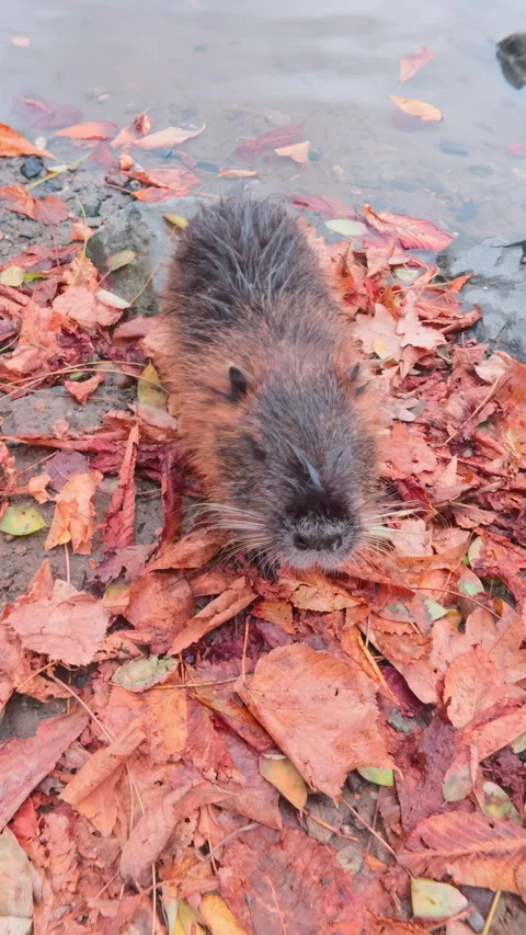 Nutria stands thoughtfully sniffing air around itself on riverbank strewn with Stock Footage 325073979
