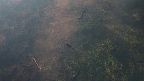Nutria In The Swamp 動画素材 169109624