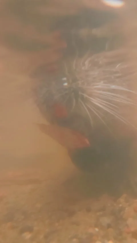 Nutria swim on water surface quickly approaching to camera, with Prague in Stock Footage 325074064