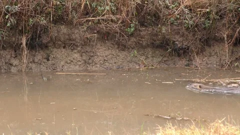 Nutria Swimming into Burrow Den Hole Bank in Louisiana Marsh Stock Footage